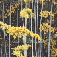 Digital image of original acrylic painting by Linda Eileen S. George a.k.a "Lin" George on canvas entitled 'Dangerous Beauty'; 30" h x 40" w, a scene depicting a grove of golden aspen trees in autumn all in a row near Gold Hill, Colorado, just before the great fires that hit the area in 2011; the white trunks pop against the shadowy background of darker and thicker trees, and the yellow, amber and ochre leaves cascade in dancing patterns among the trunks and branches, before them some sparse and wilting green grass is littered with a carpet of sunny leaves