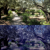 Gethsemane Daylight to Moonlight