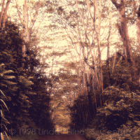 SmartfulPhotoTreeTunnelSm