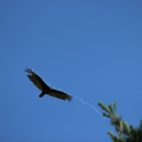 Digital photo sample by Greg W. George