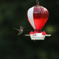 Digital photo sample by Greg W. George