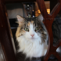 Digital photo sample by Greg W. George