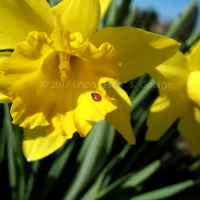 Ladybug Jonquil