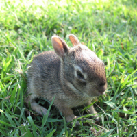 Baby Bunny