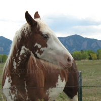 Mountain Mount